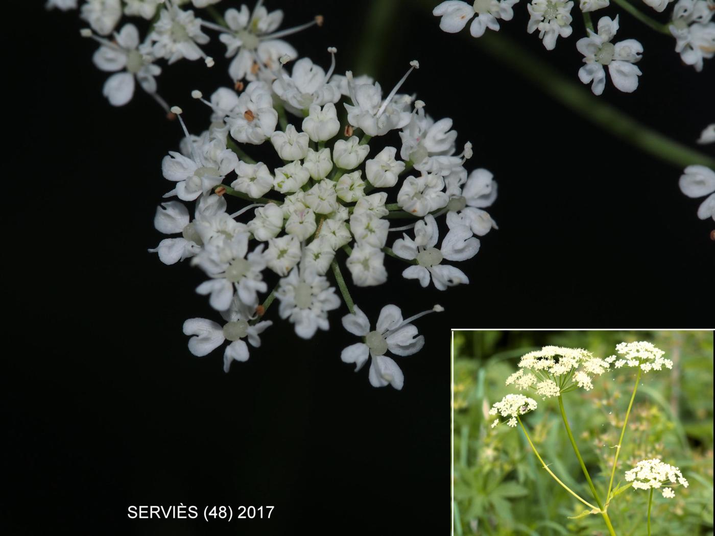 Ground-elder flower